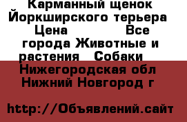 Карманный щенок Йоркширского терьера › Цена ­ 30 000 - Все города Животные и растения » Собаки   . Нижегородская обл.,Нижний Новгород г.